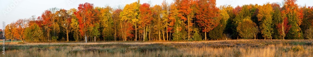 Colorful Wisconsin leaves in the beginning of a autumn