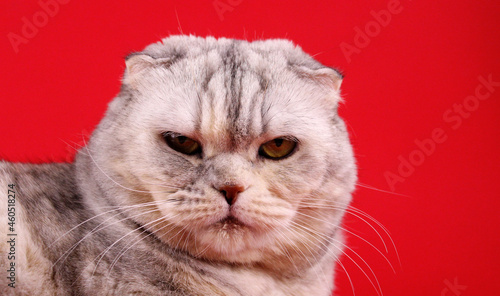 Displeased fold-eared gray fluffy cat on red background