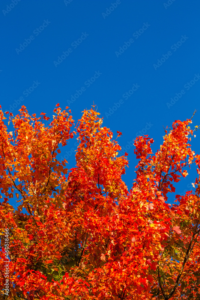 Colorful maple tree leaves to mark the start of a Wisconsin fall Colorful maple tree leaves to mark the start of a Wisconsin fall