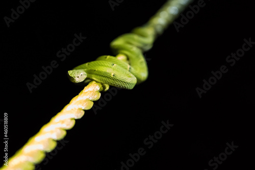 Poisonous snake perched on a yellow handrail photo