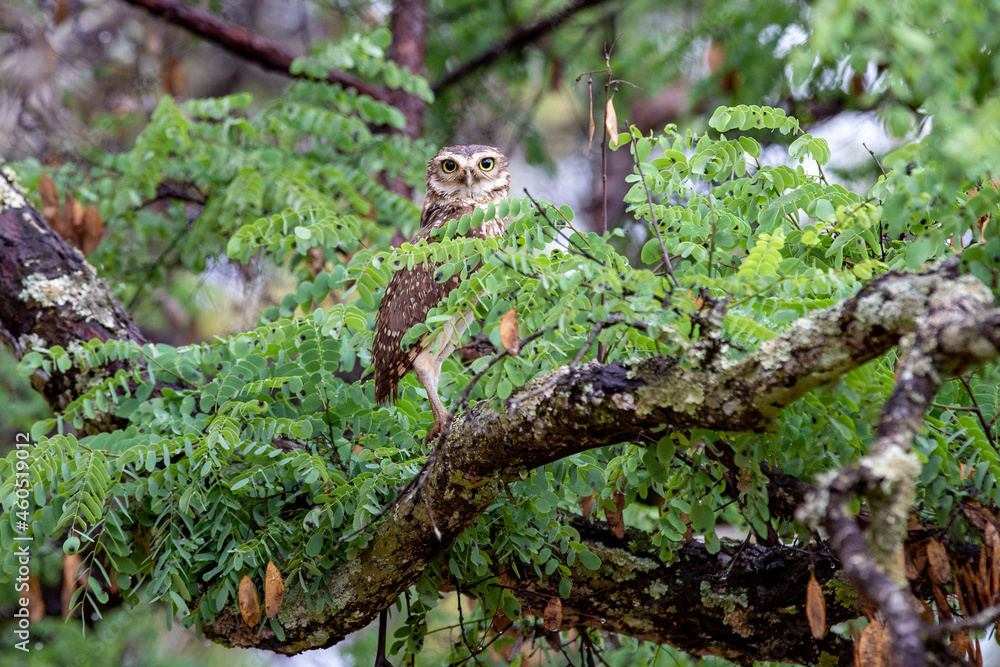 Burrowing owl camouflaged in the branch of a tree in the cerrado biome on a rainy day