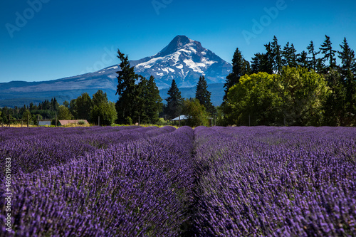 summer lavender field with the snow capped Mt Hood  on the background in Oregon.