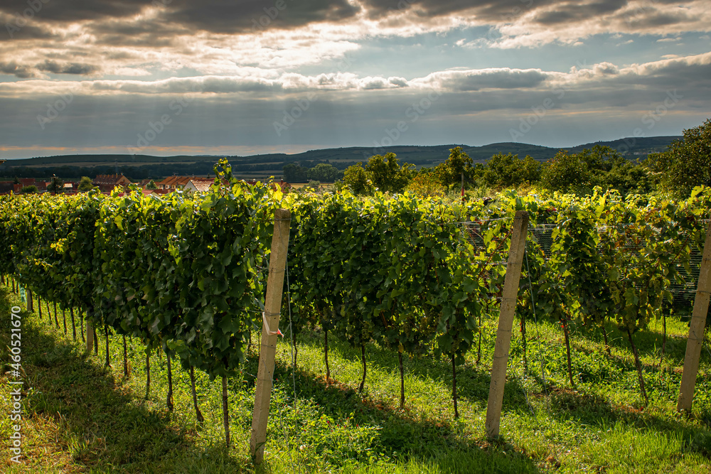 grapevine field, vintage in czechia, green grapevine field, czech landscape in moravia