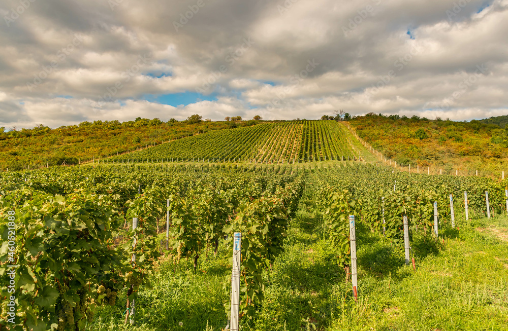 grapevine field, vintage in czechia, green grapevine field, czech landscape in moravia