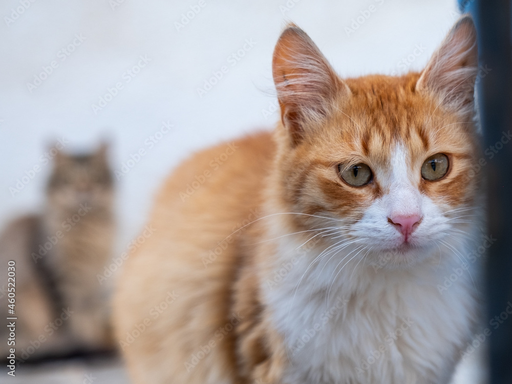 portrait of a cat with a eyes portrait of a cat with a eyes
