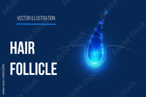 hair follicle, hair bulb low poly model, medical abstract graphics, hair growth, and human skin polygonal wireframe vector illustration