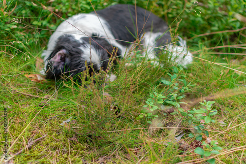 sleepy shitzhu photo