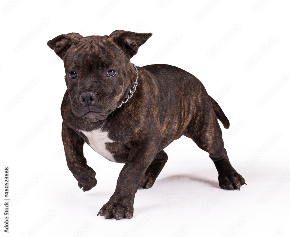 Obraz premium Portrait of american bully dog in a studio