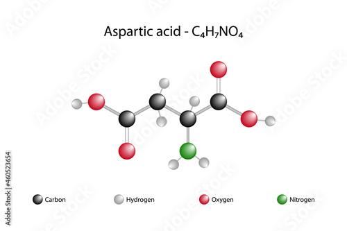 Molecular formula of aspartic acid. Aspartic acid is one of the 20 standard amino acids found in the structure of proteins. photo
