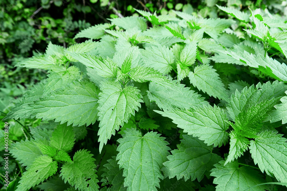 Close up of a green wild stinging nettle bush Close up of a green wild stinging nettle bush