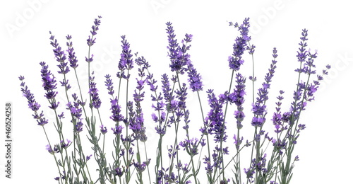 Lavender flowers in field isolated on white background and texture  clipping path