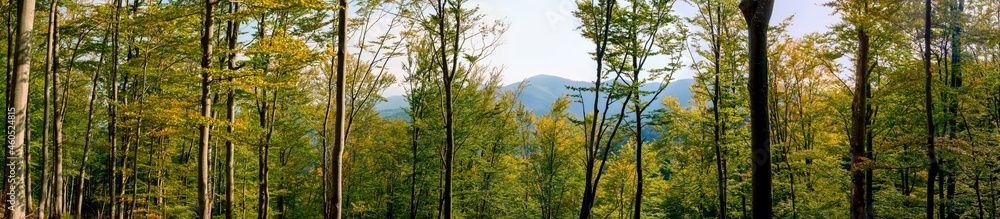 Panorama of beech forest in the mountains in autumn. Background of a distant mountain and clear sky.