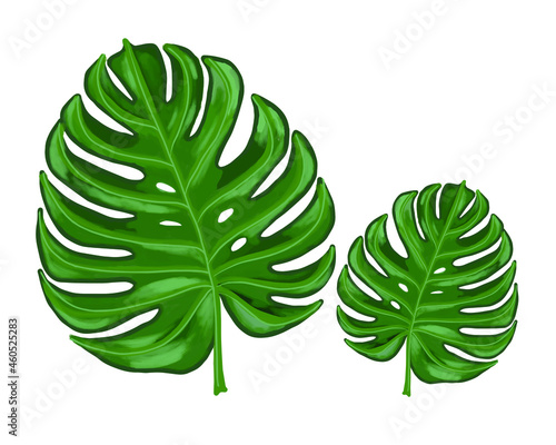 monstera on white background, vector, beautiful leaves, leaves of exotic plants