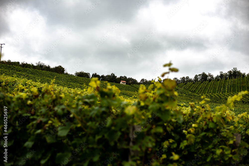 View of an autumn vineyard near Ipsheim before the grape harvest
