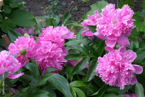 pink and white chrysanthemum