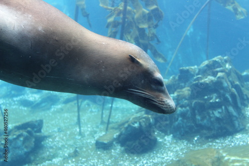 Sea Lion at the zoo