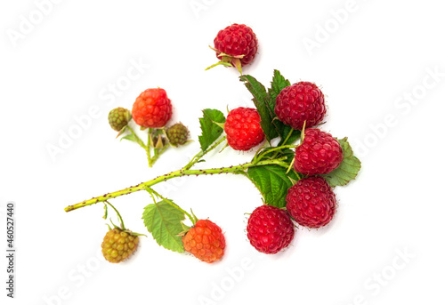 Branches of ripe red raspberries. Lots of raspberries with leaves isolated on white