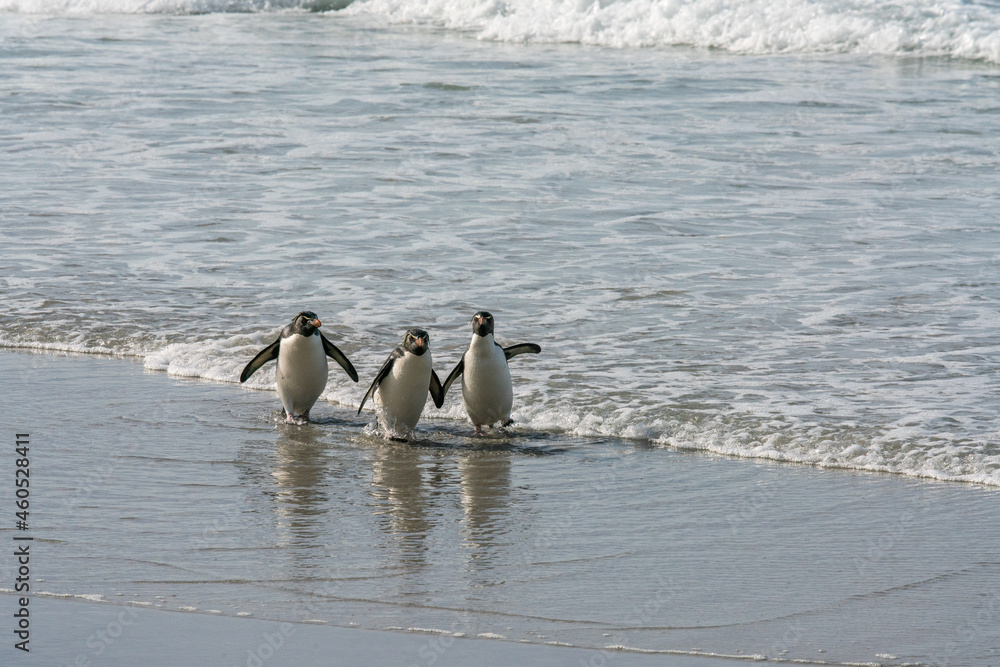Fototapeta premium Trois gorfous sauteurs sur une plage des îles Falkland.