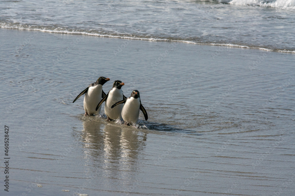 Fototapeta premium Trois gorfous sauteurs sur une plage des îles Falkland.