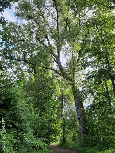 Populus nigra  Schwarz Pappel