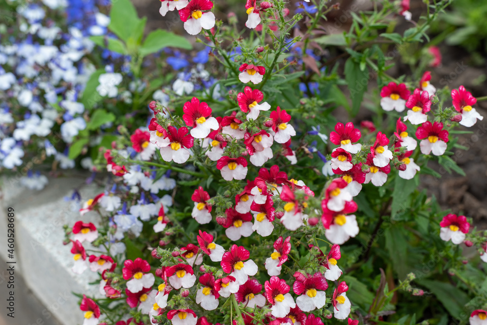 White and red Nemesia flowers in the garden, background.