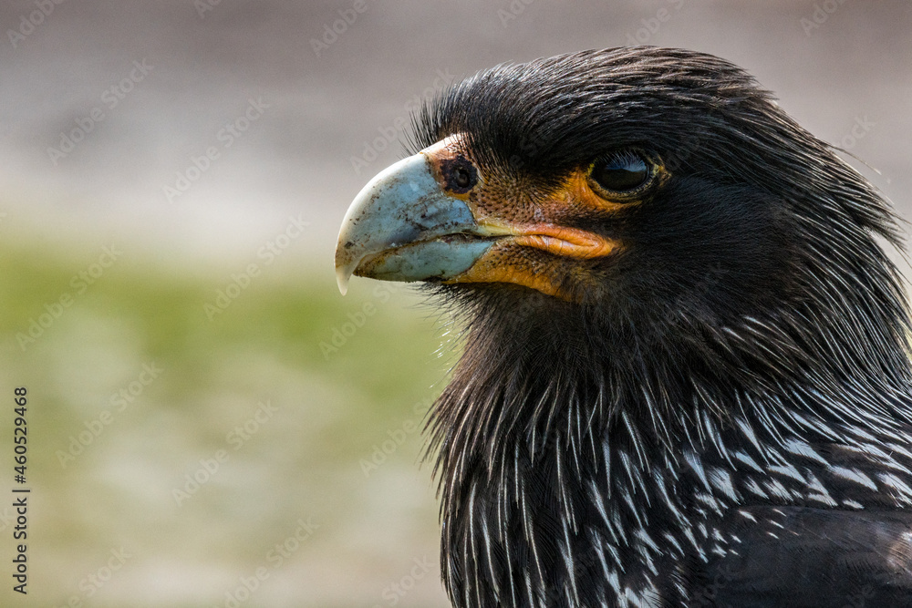 Fototapeta premium Un caracara austral au sol sur une île des Falkland.