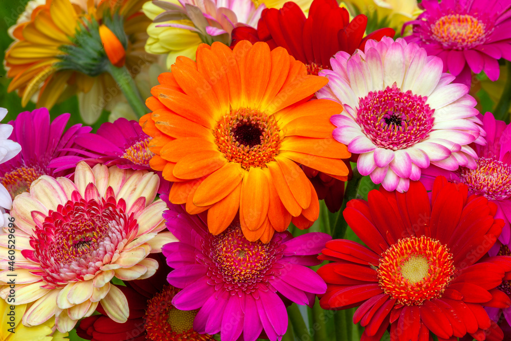 colorful gerber flowers colorful gerber flowers