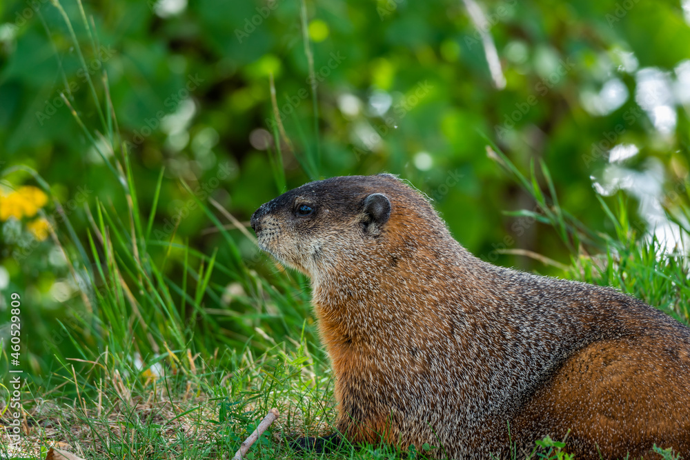 Marmot Marmot