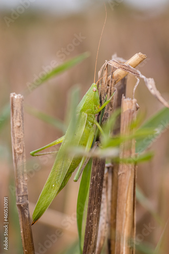 Cone-headed grasshopper (Ruspolia nitidula) in the field