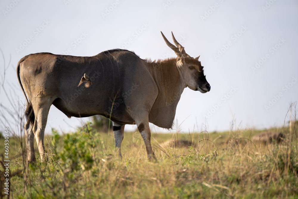 wildebeest in the savannah Masai mara park