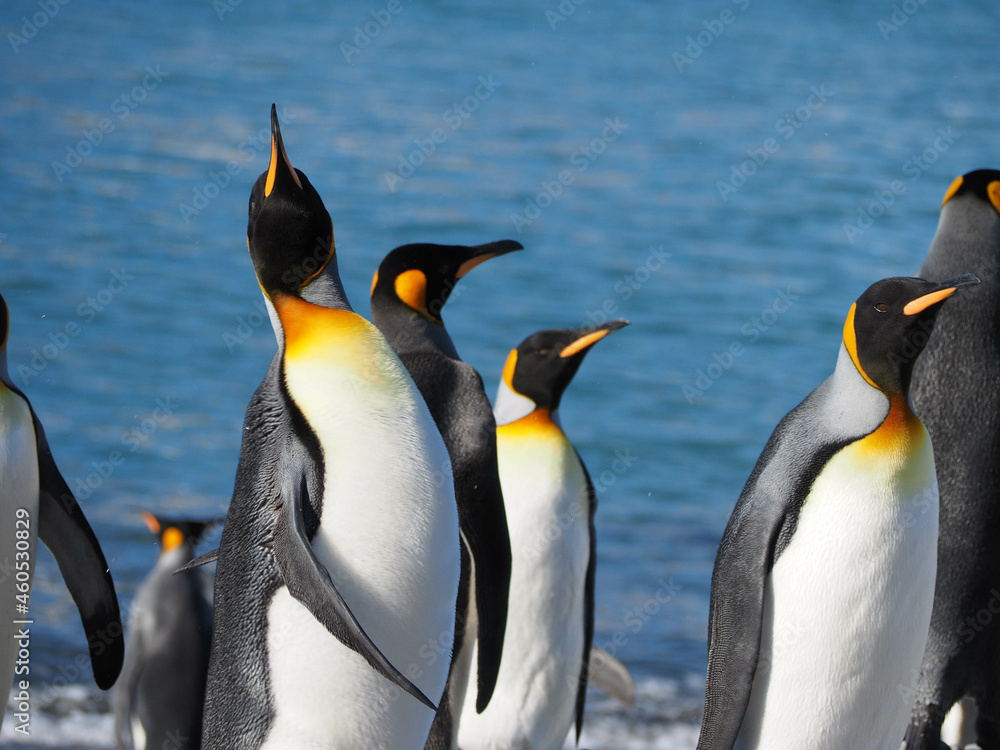Fototapeta premium Joyful King Penguins on Beach 