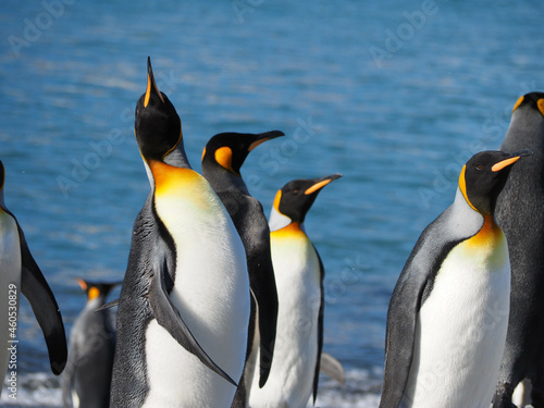 Joyful King Penguins on Beach 