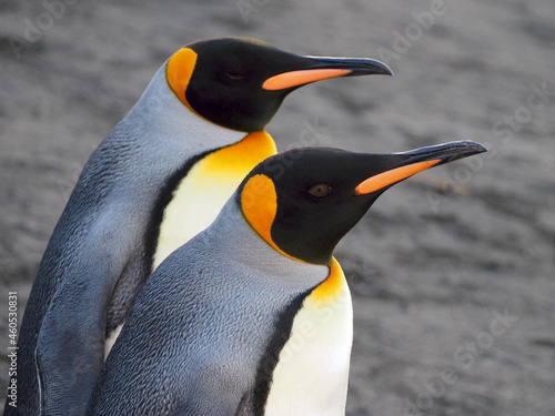 King Penguins Pair