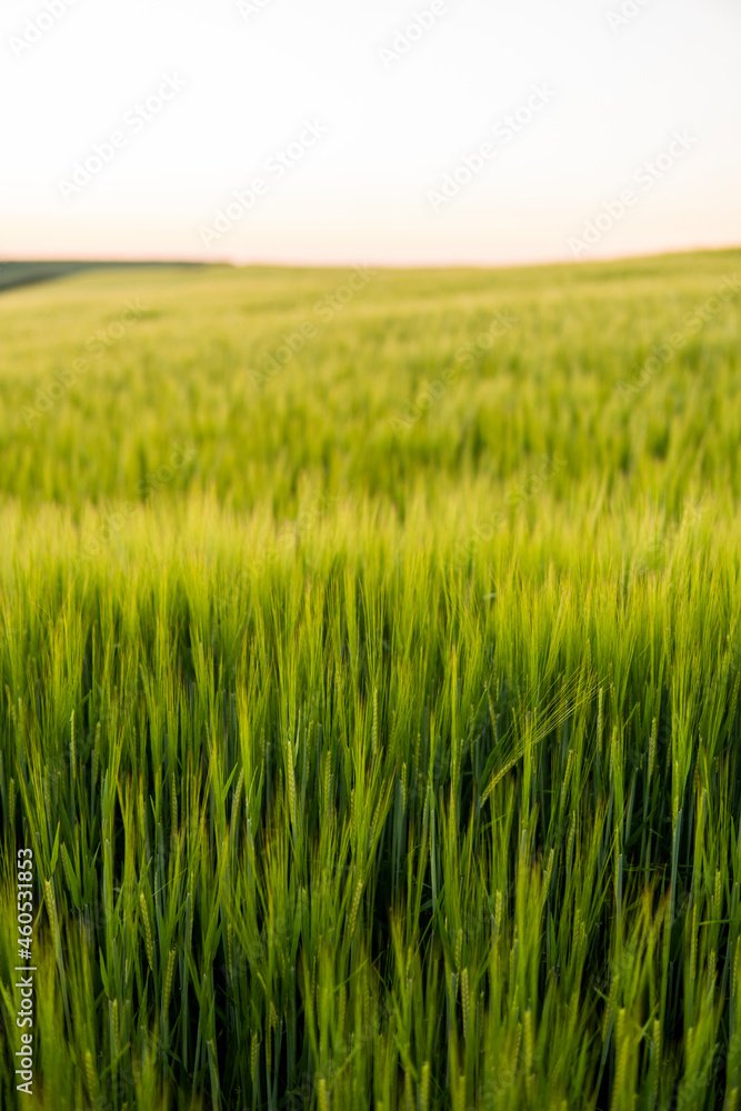 Young green barley growing in agricultural field in spring. Unripe cereals. The concept of agriculture, organic food. Barleys sprout growing in soil. Close up on sprouting barley in sunset.