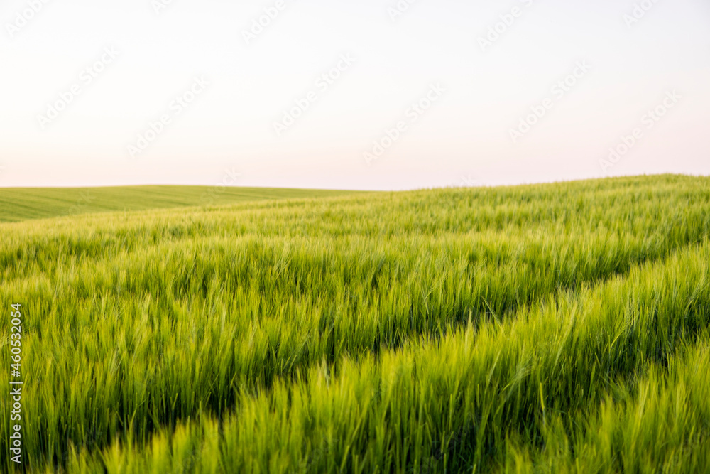 Young green barley growing in agricultural field in spring. Unripe cereals. The concept of agriculture, organic food. Barleys sprout growing in soil. Close up on sprouting barley in sunset.