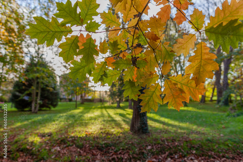 Naklejka premium autumn in the park
