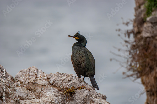 European Shag (Phalacrocorax aristotelis) perched on a rock