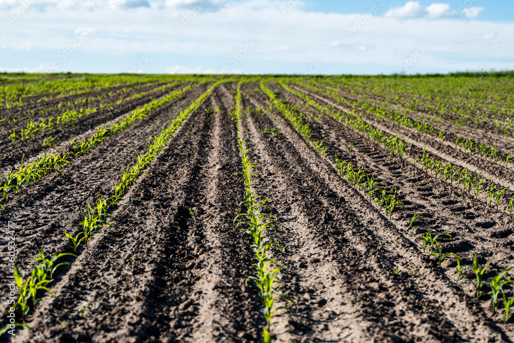 Rows of corn sprouts beginning to grow. Young corn seedlings growing in a soil. Agricultural concepts.