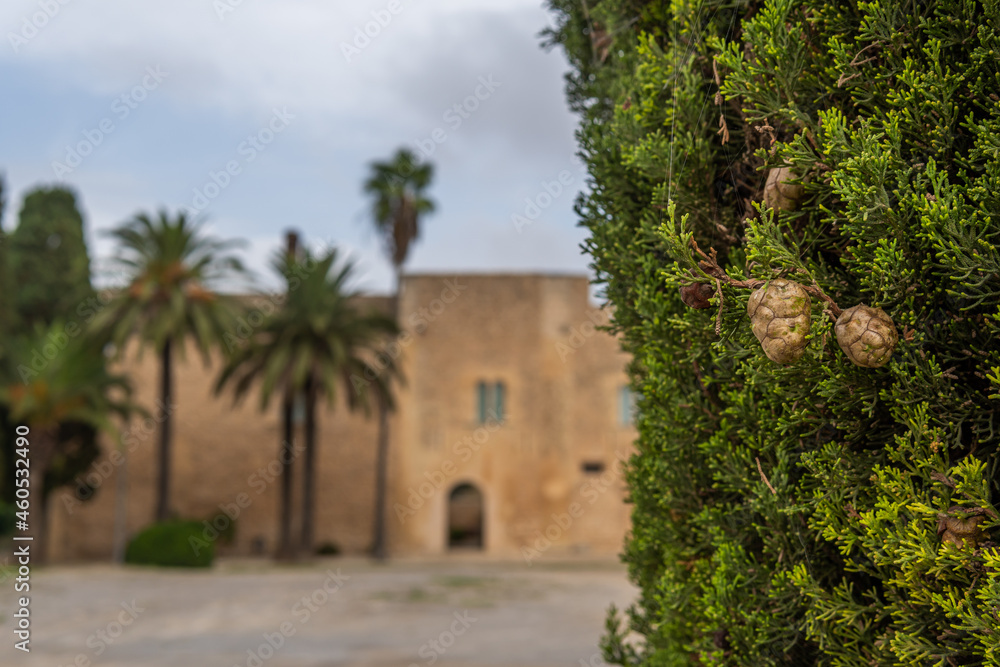Close-up of a cypress tree and in the background out of focus the main facade of the Manacor History Museum, Torre dels Enagistes, on the island of Mallorca, Spain