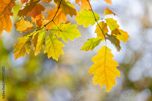 yellow American oak leaves
