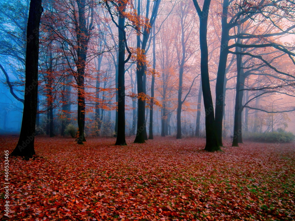 Foggy forest during autumn morning time view