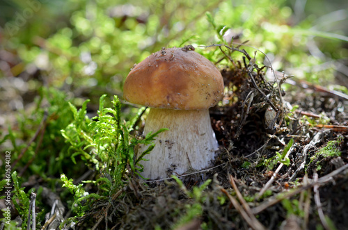 boletus mushroom on a background of green moss