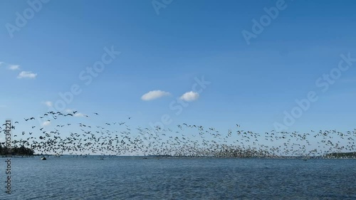 Ducks flying over the sea in autumn. Huge duck flocks during bird migration season in Northern Europe.