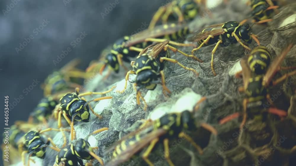 Wasps that ensure the proper functioning of a nest in which there are larvae, close up with light effects Wasps that ensure the proper functioning of a nest in which there are larvae, close up with light effects