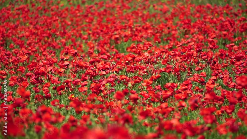 Large Field with red poppies and green grass at sunset. Beautiful field scarlet poppies flowers with selective focus. Red poppies in soft light. Glade of red poppies. Soft focus blur. Papaver sp. Large Field with red poppies and green grass at sunset. Beautiful field scarlet poppies flowers with selective focus. Red poppies in soft light. Glade of red poppies. Soft focus blur. Papaver sp.