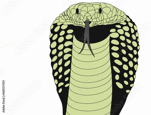 cobra looking straight, King Cobra, Snake, king cobra head, cobra head