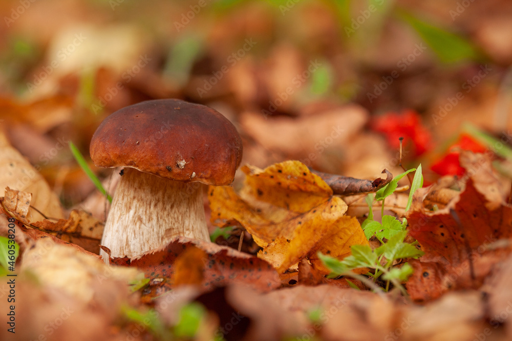 Bolete mushroom (penny bun mushroom) growing on the forest floor in autumn leaves. Bolete mushroom (penny bun mushroom) growing on the forest floor in autumn leaves.
