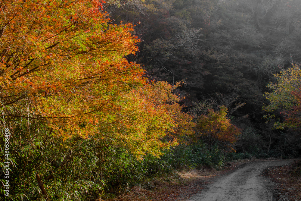Mountain road covered with autumnal trees