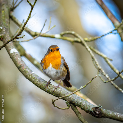 A robin perched on the bare branch of a tree © Jeff