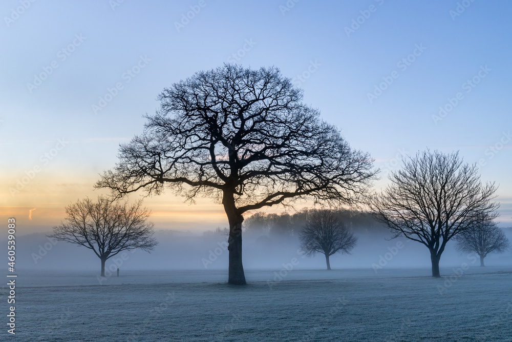 Trees in the mist at sunrise on a frosty winter morning Trees in the mist at sunrise on a frosty winter morning